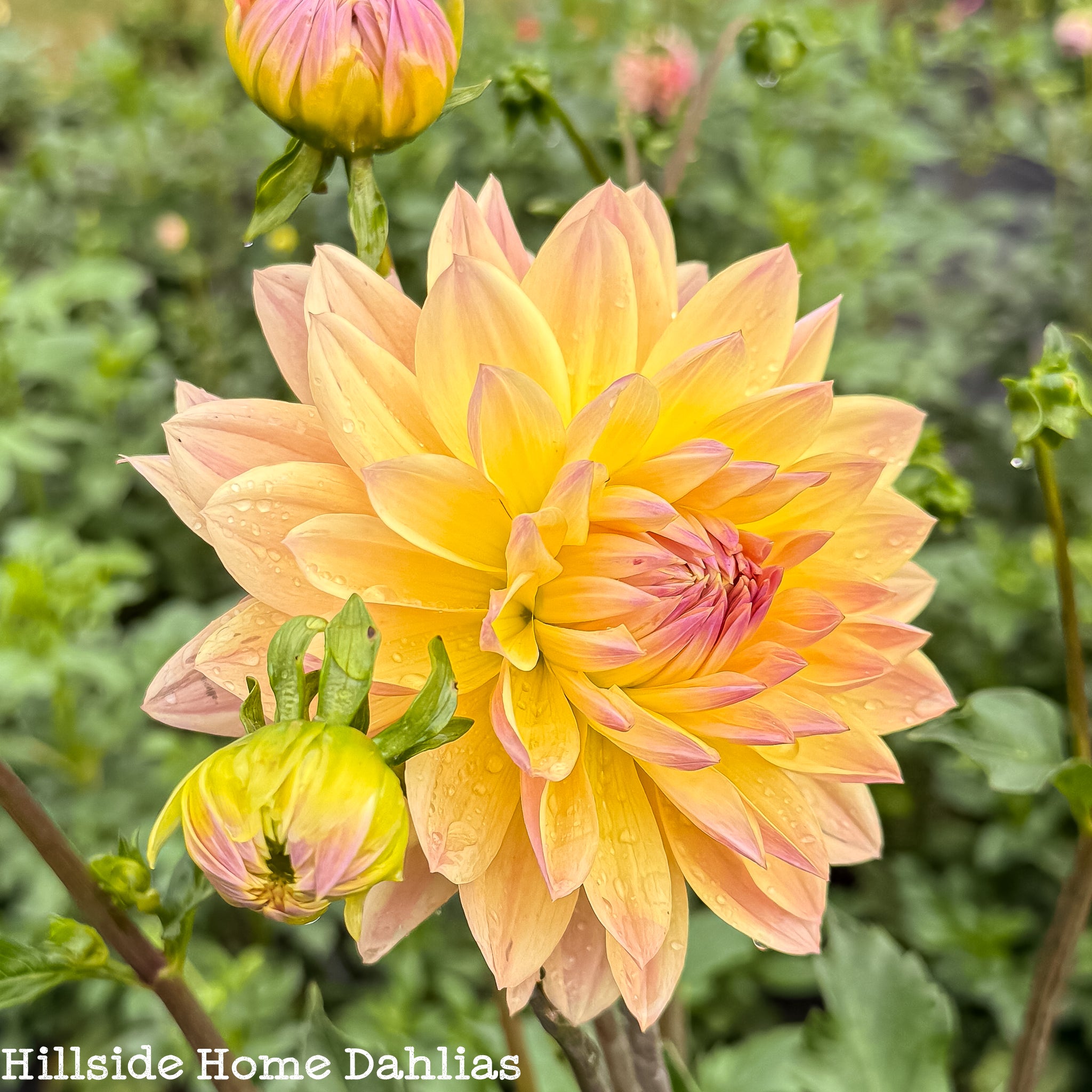 Lee's Lotusland Rooted Cutting – Hillside Home Dahlias