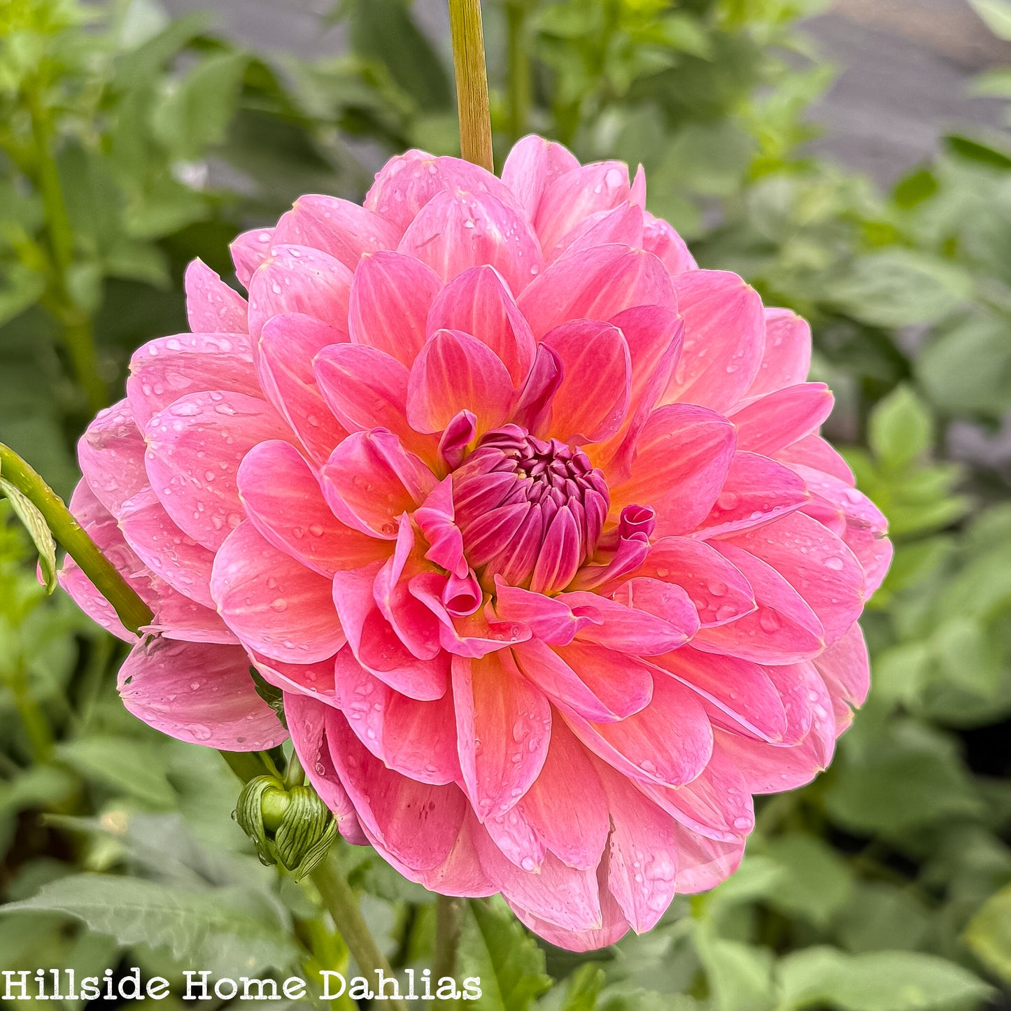 Hapet Old Charm Rooted Cutting