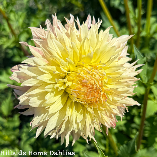 Hapet Champagne Tuber