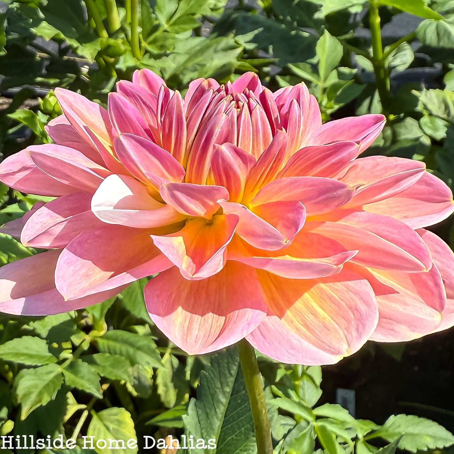 Hapet Old Charm Rooted Cutting