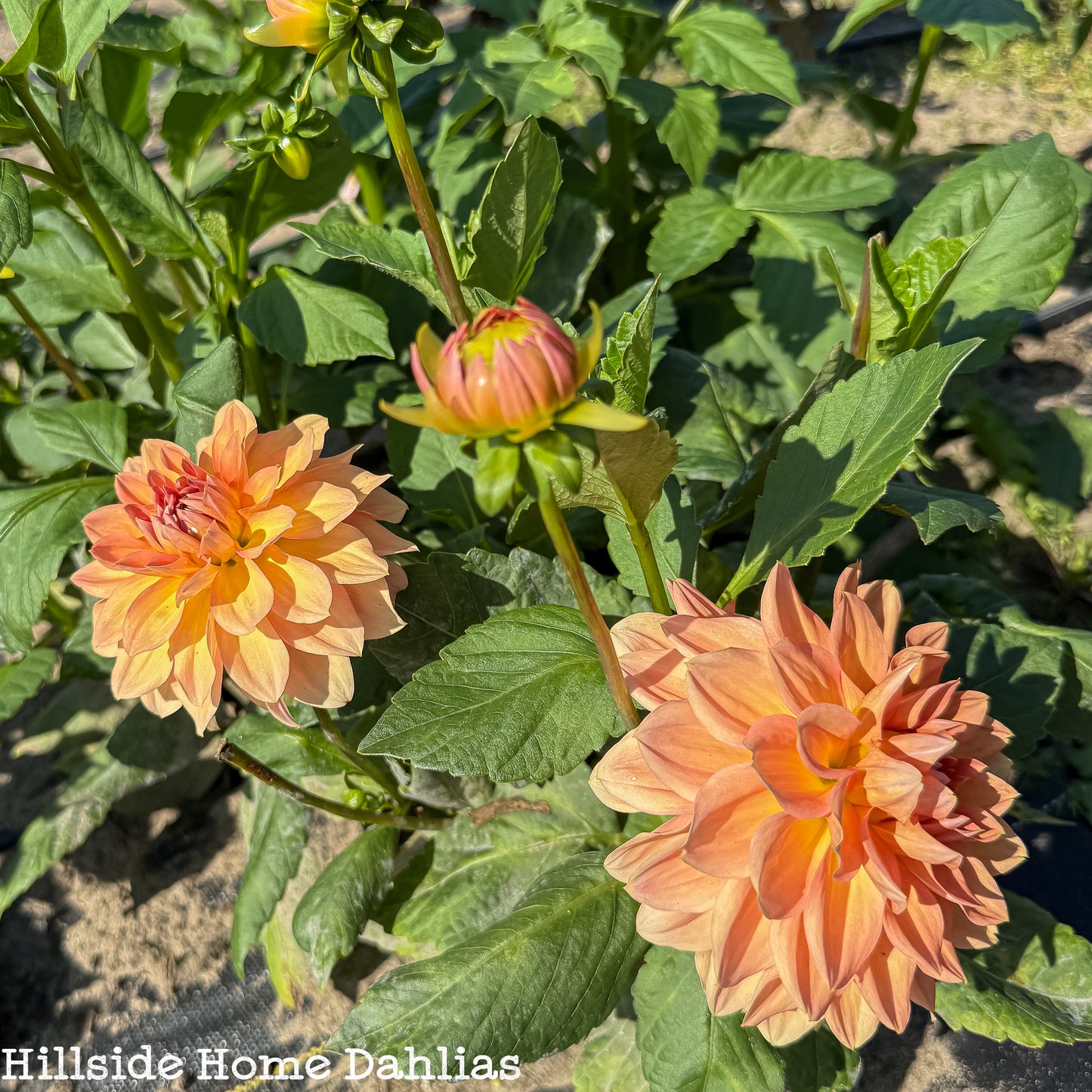 KA's®️ Sunny Cove Rooted Cutting