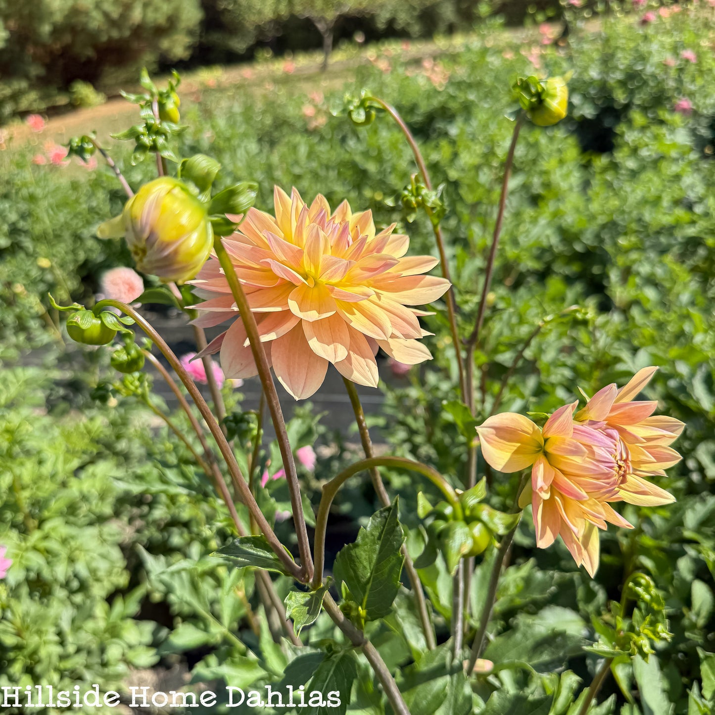 Lee's Lotus Land Dahlia