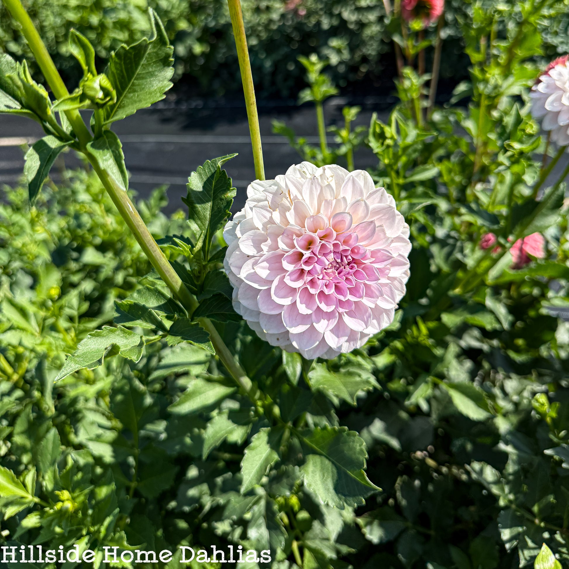 RM Hannah Joe Dahlia