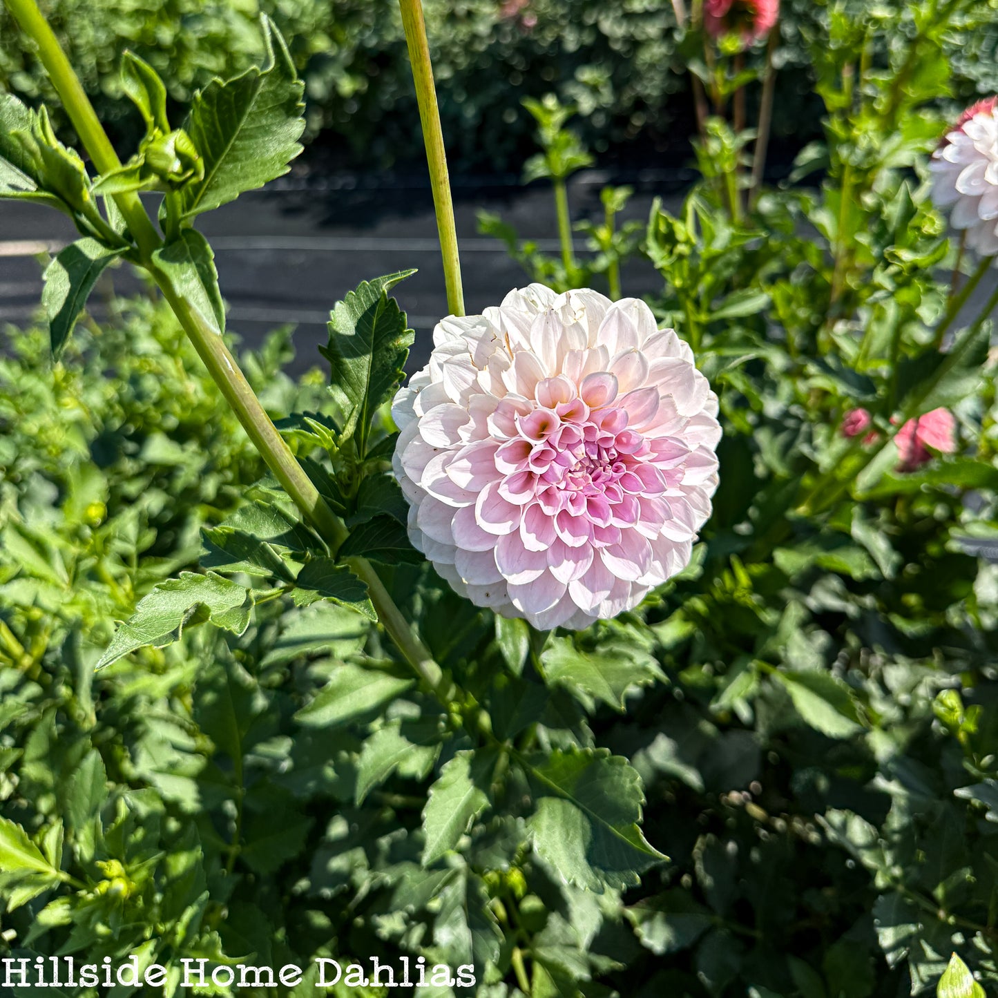 RM Hannah Joe Tuber (Limit One)