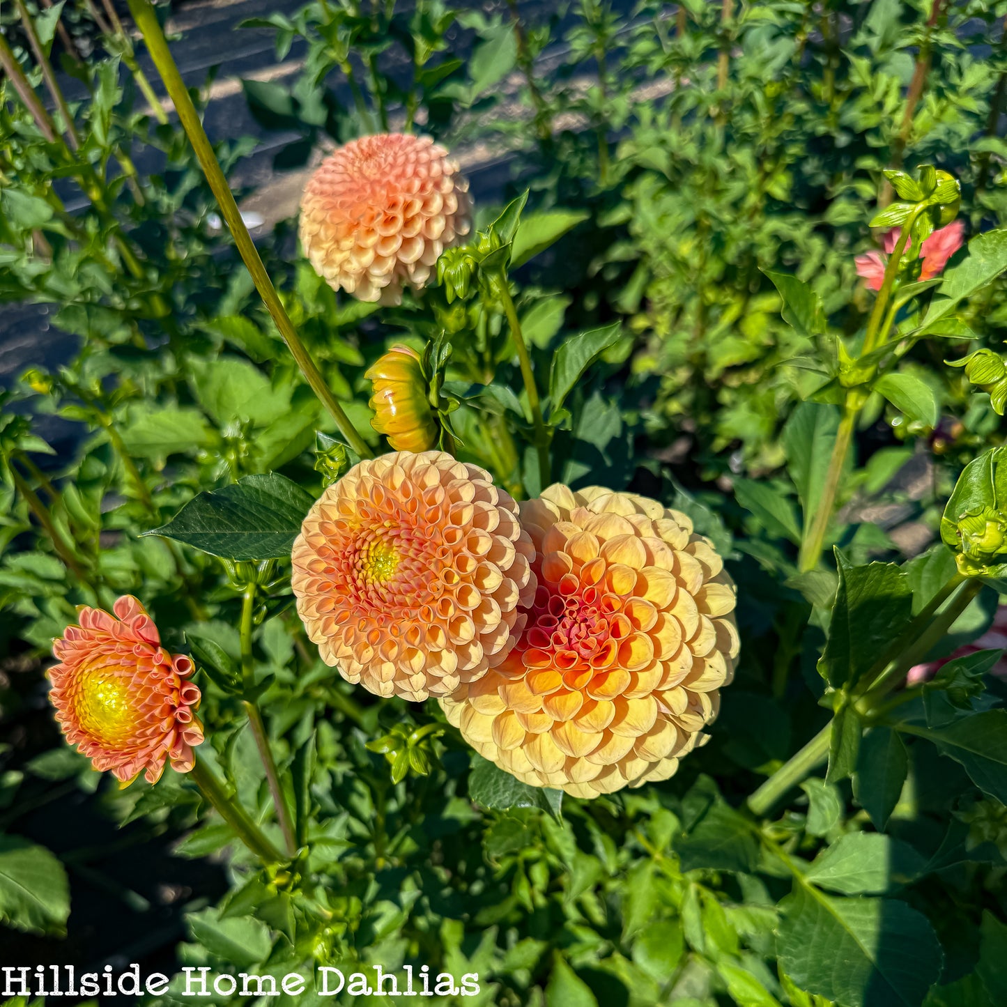 KA's®️ Honeycomb Rooted Cutting