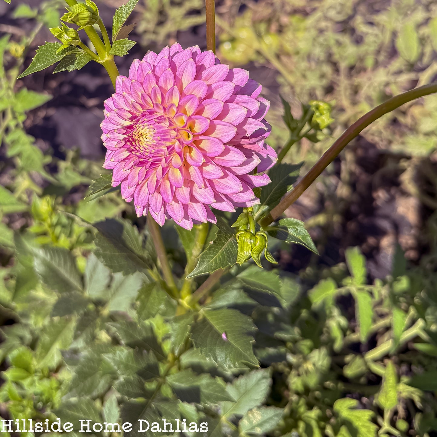 Skipley Spot of Gold Tuber