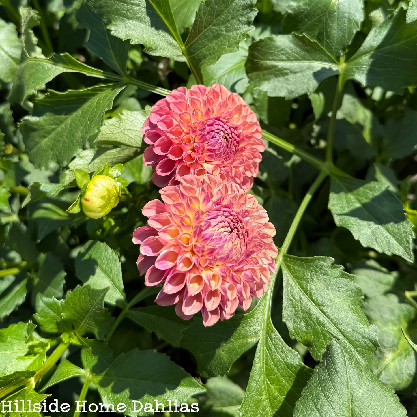 Caitlin’s Joy Tuber