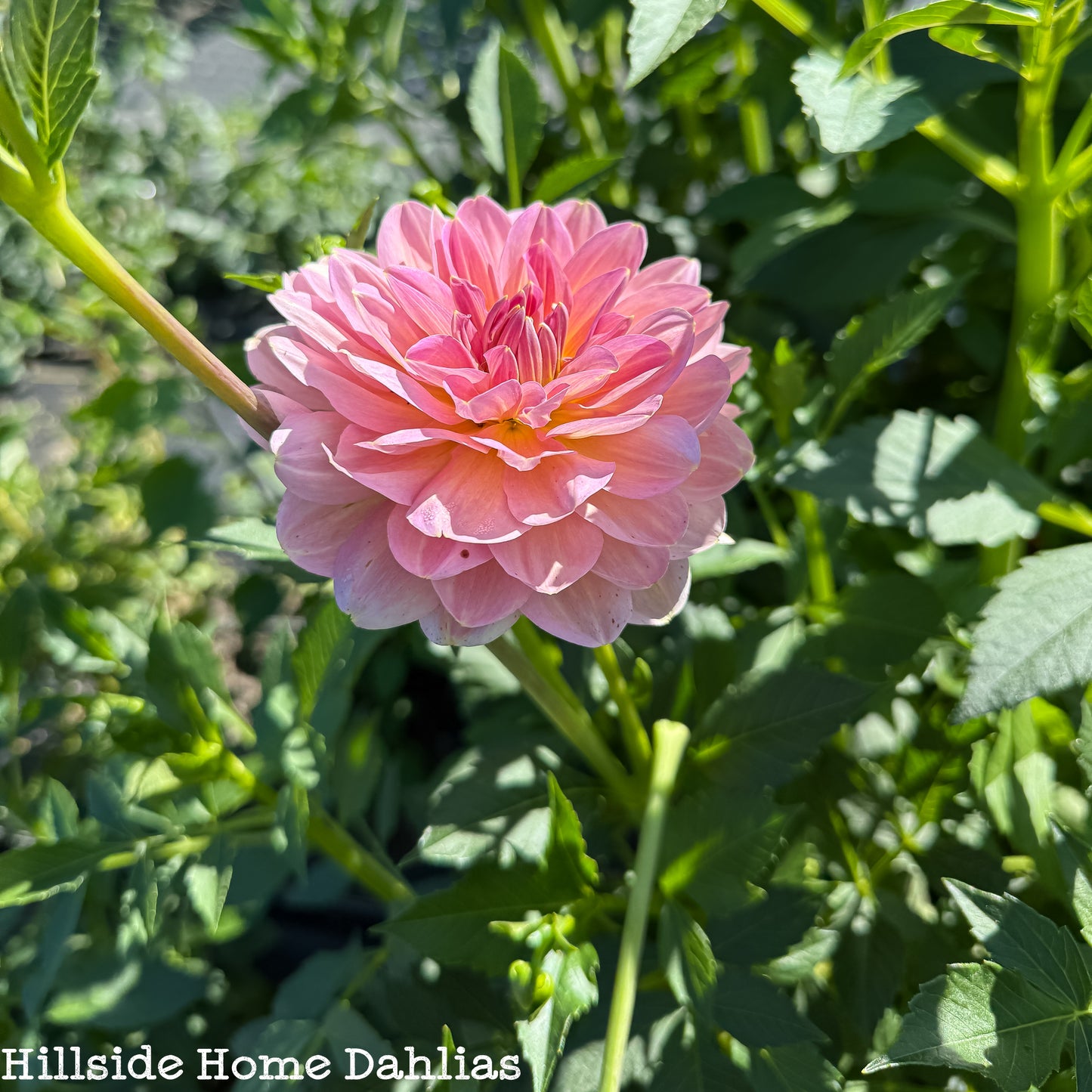 Hapet Old Charm Tuber