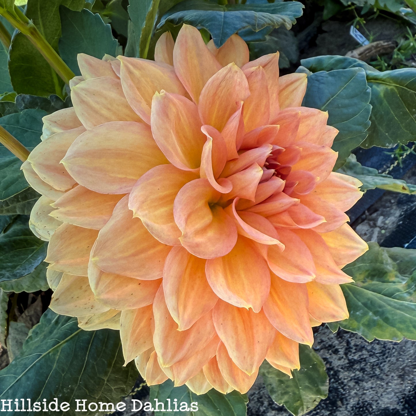 KA's®️ Sunny Cove Rooted Cutting