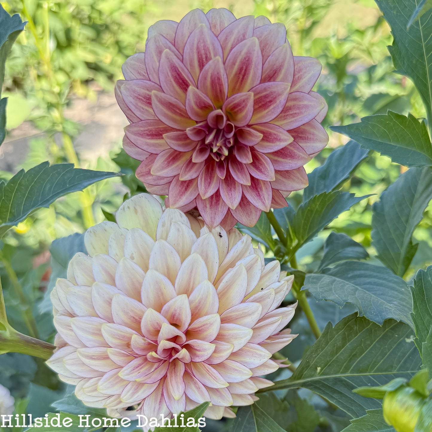 RM Raspberry Twinkle