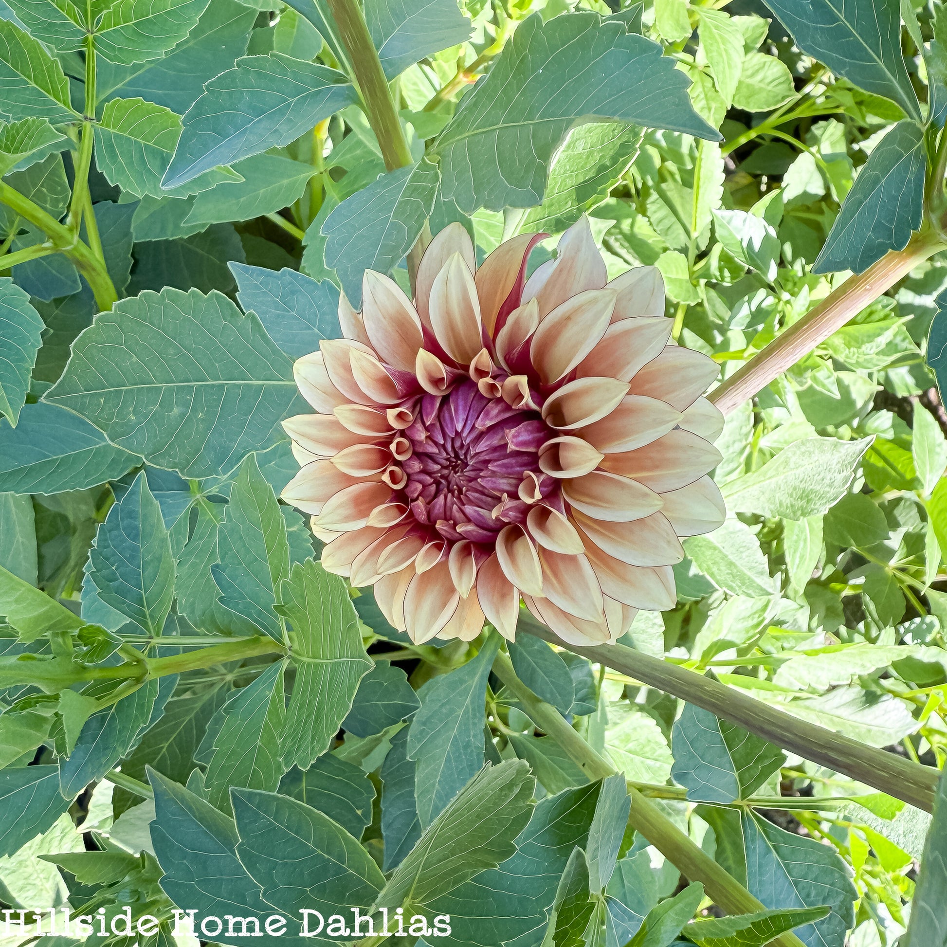 KA Creme Brulee Dahlia