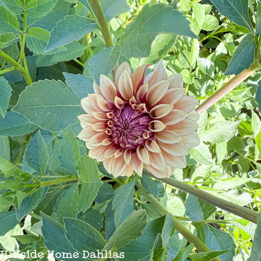 KA Creme Brulee Dahlia