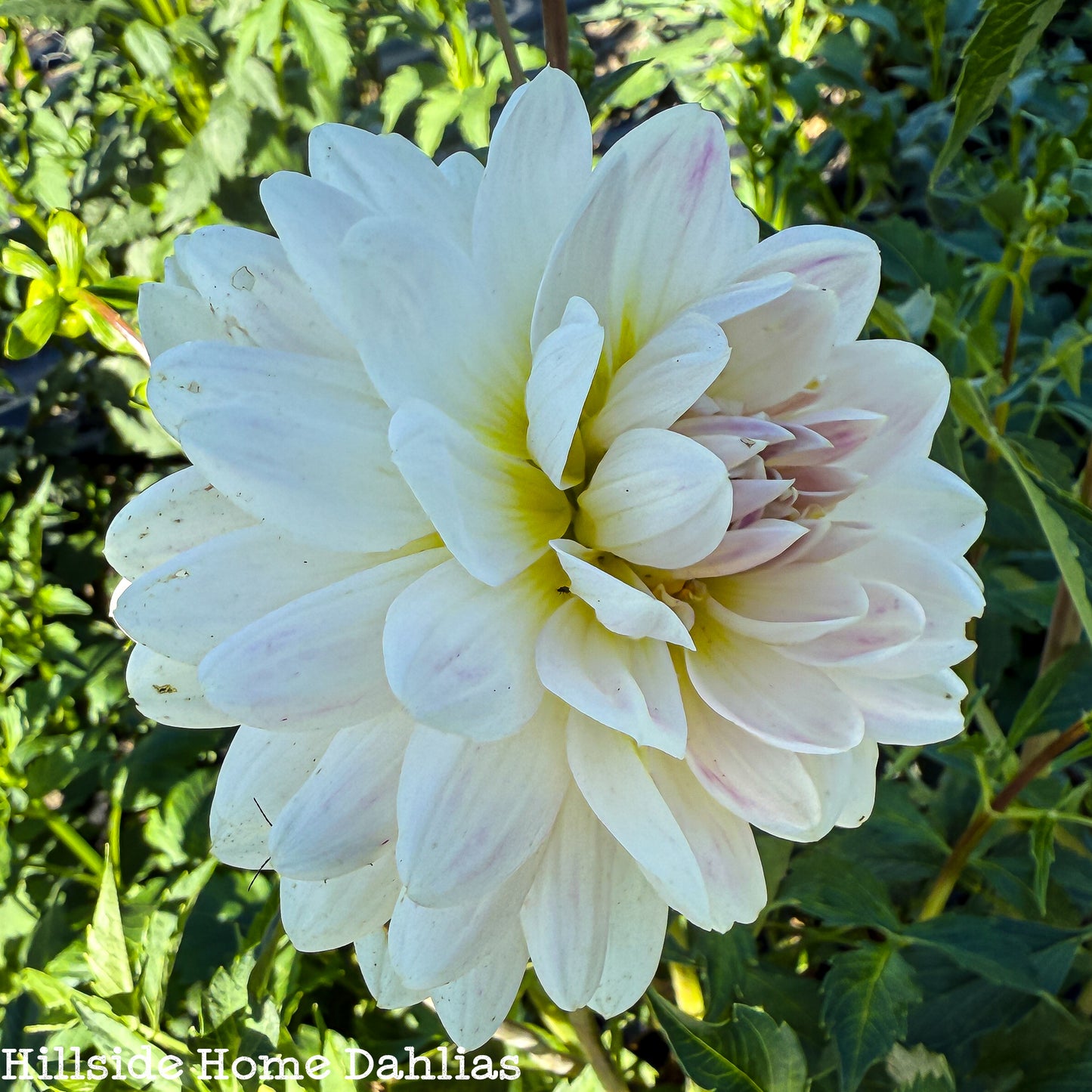 Kelgai Ann Rooted Cutting