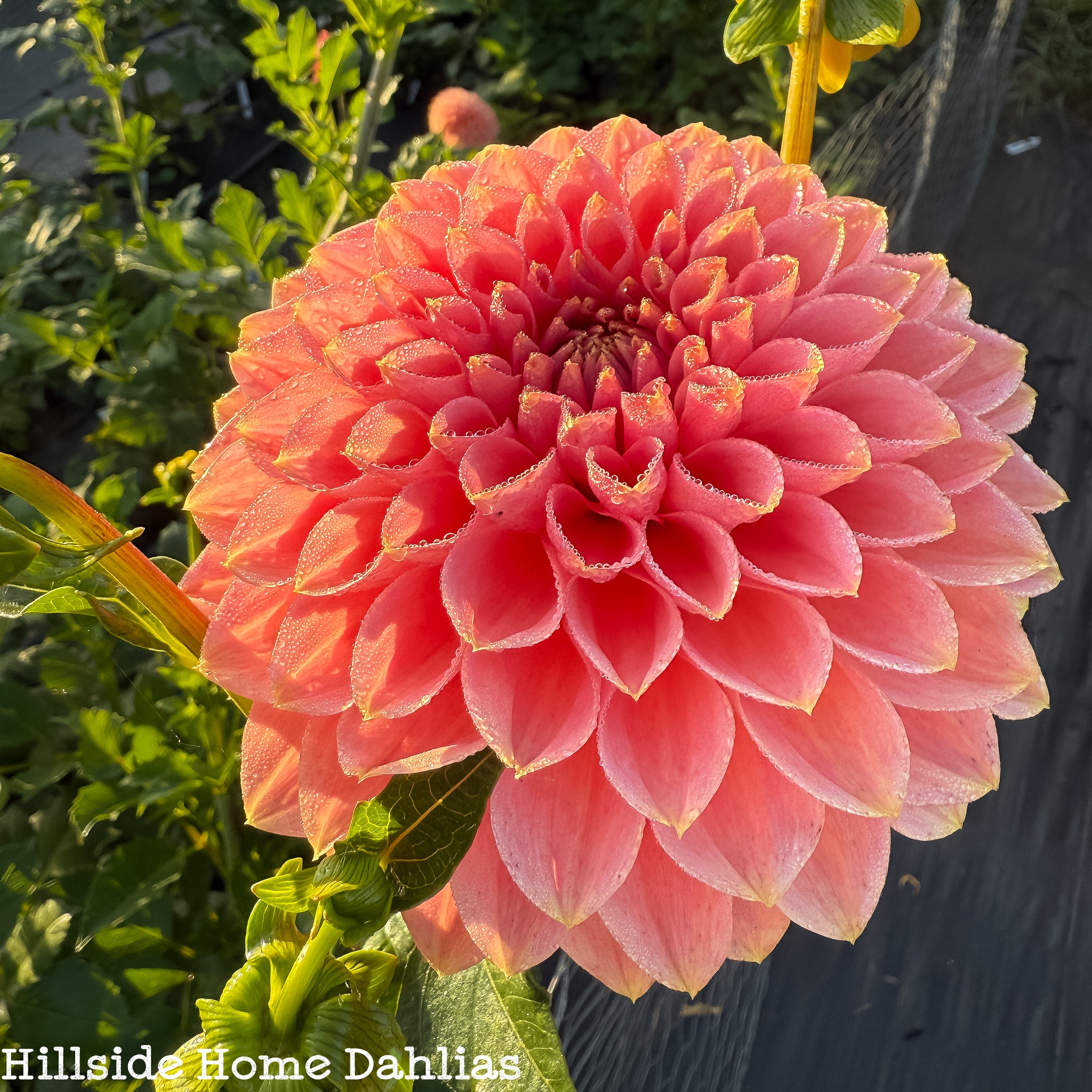 新品 stina Dahlia imperialis coral pink　M stina / type O square / Dahlia imperialis coral pink