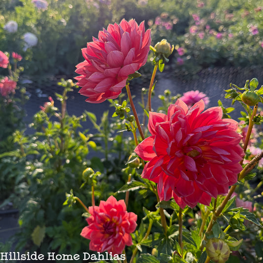 Hollyhill Daydream Tuber