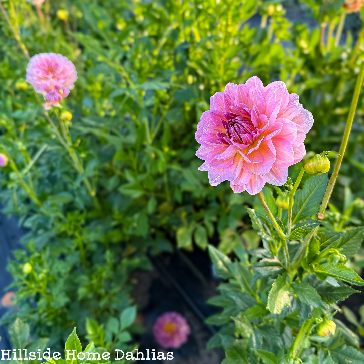 Hapet Old Charm Rooted Cutting