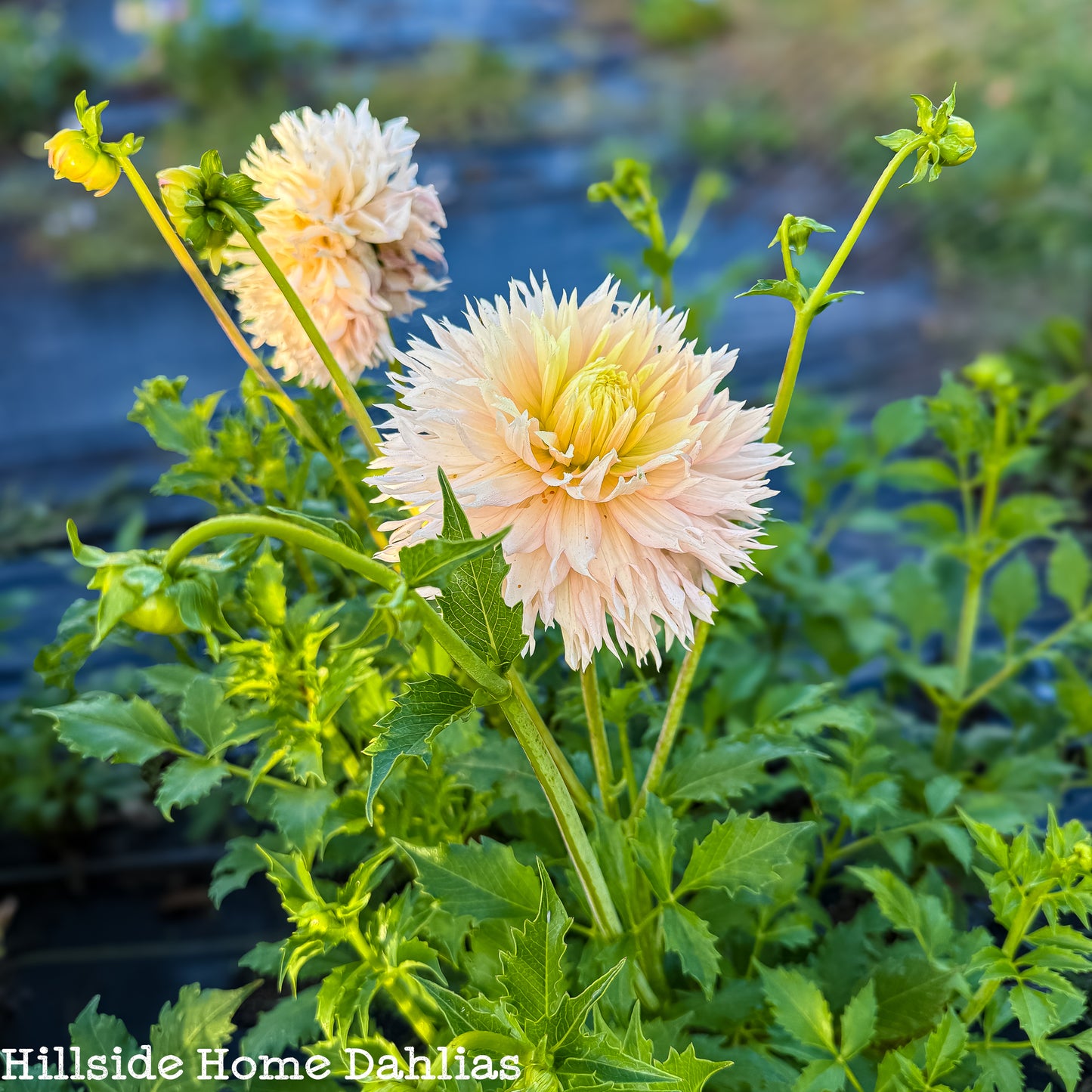 Hapet Champagne Tuber