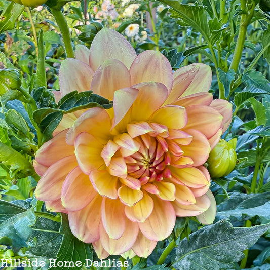 Hollyhill Serenity Tuber (Limit One)