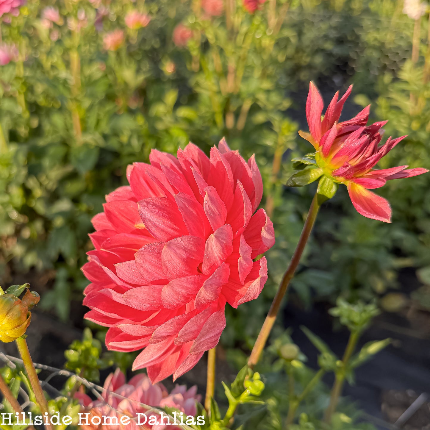 Hollyhill Daydream Tuber