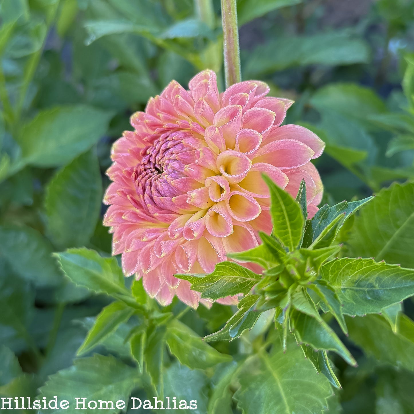 20th Ave Softer Peach Tuber