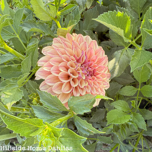 KA’s®️ Rhubarb Tuber (Limit One)