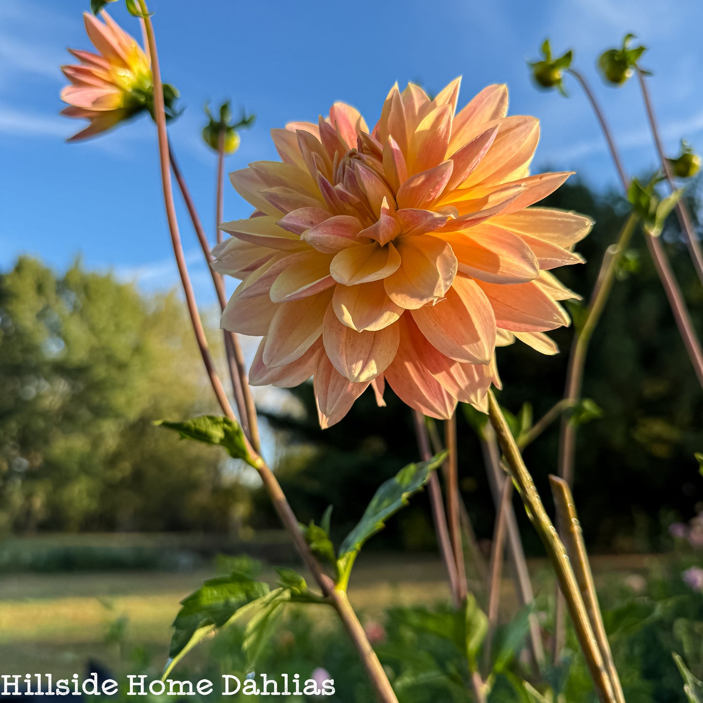 Lee's Lotus Land Dahlia
