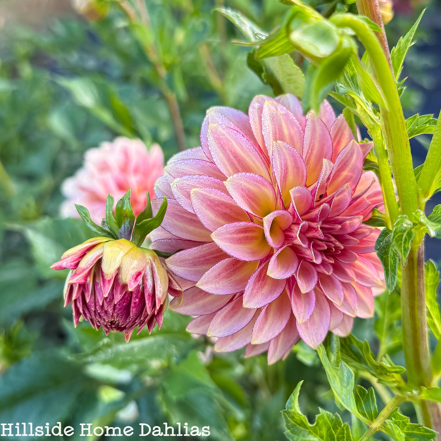 RM Raspberry Twinkle