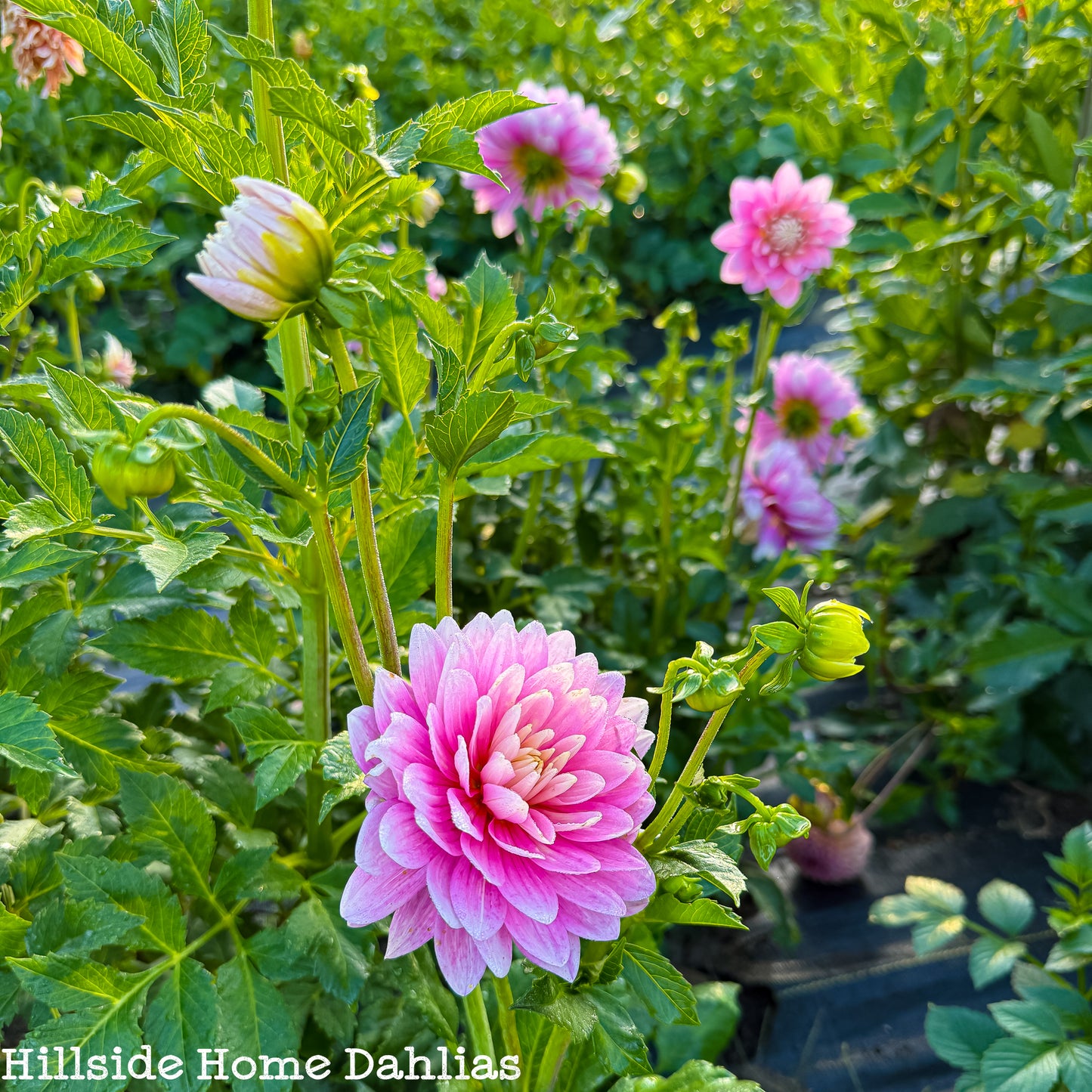 Hollyhill Pink Parfait Tuber (Limit One)