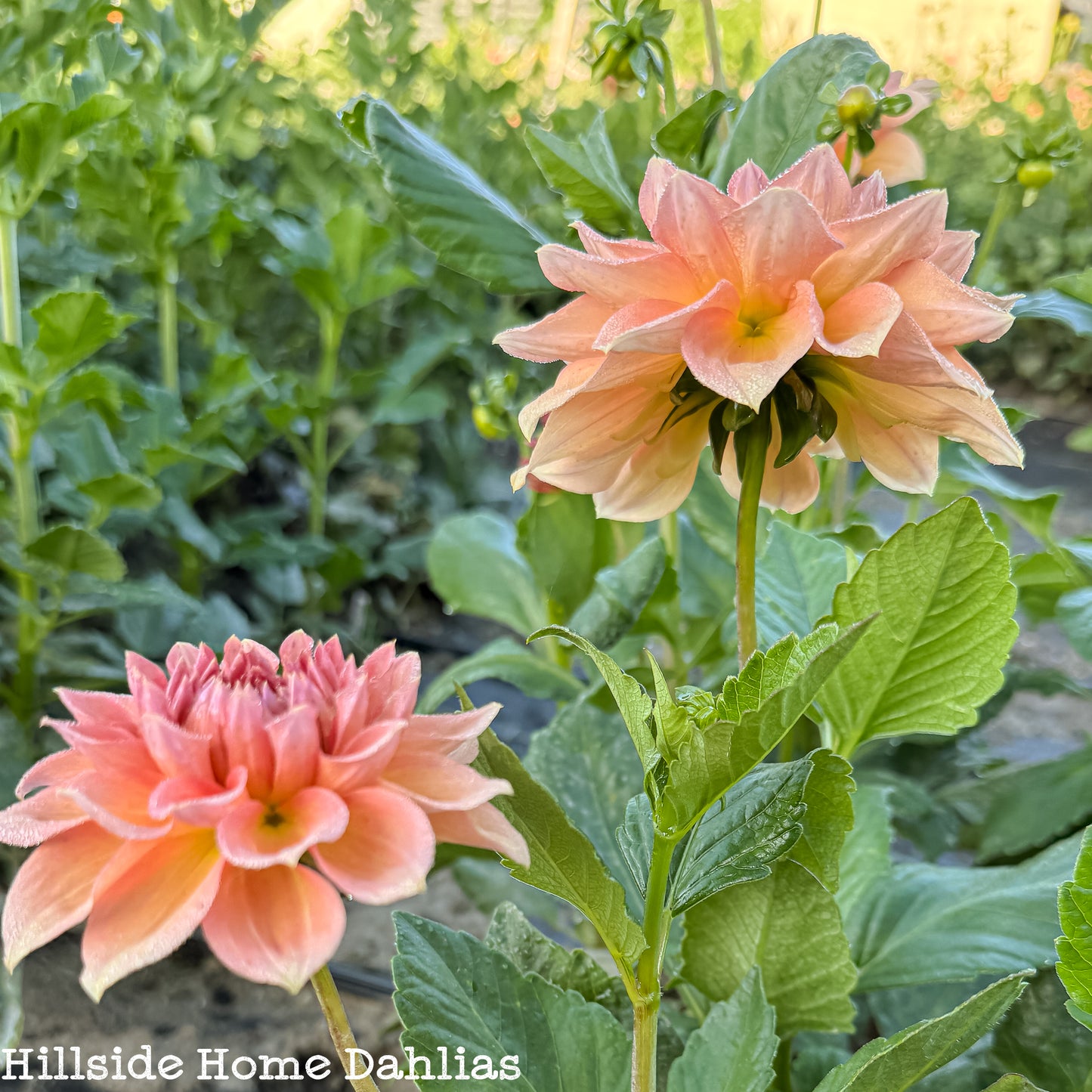 KA's®️ Sunny Cove Rooted Cutting