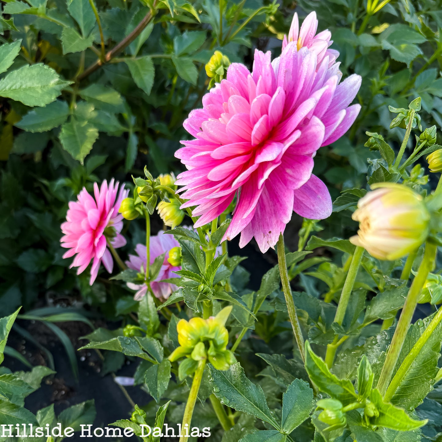 Hollyhill Pink Parfait Rooted Cutting
