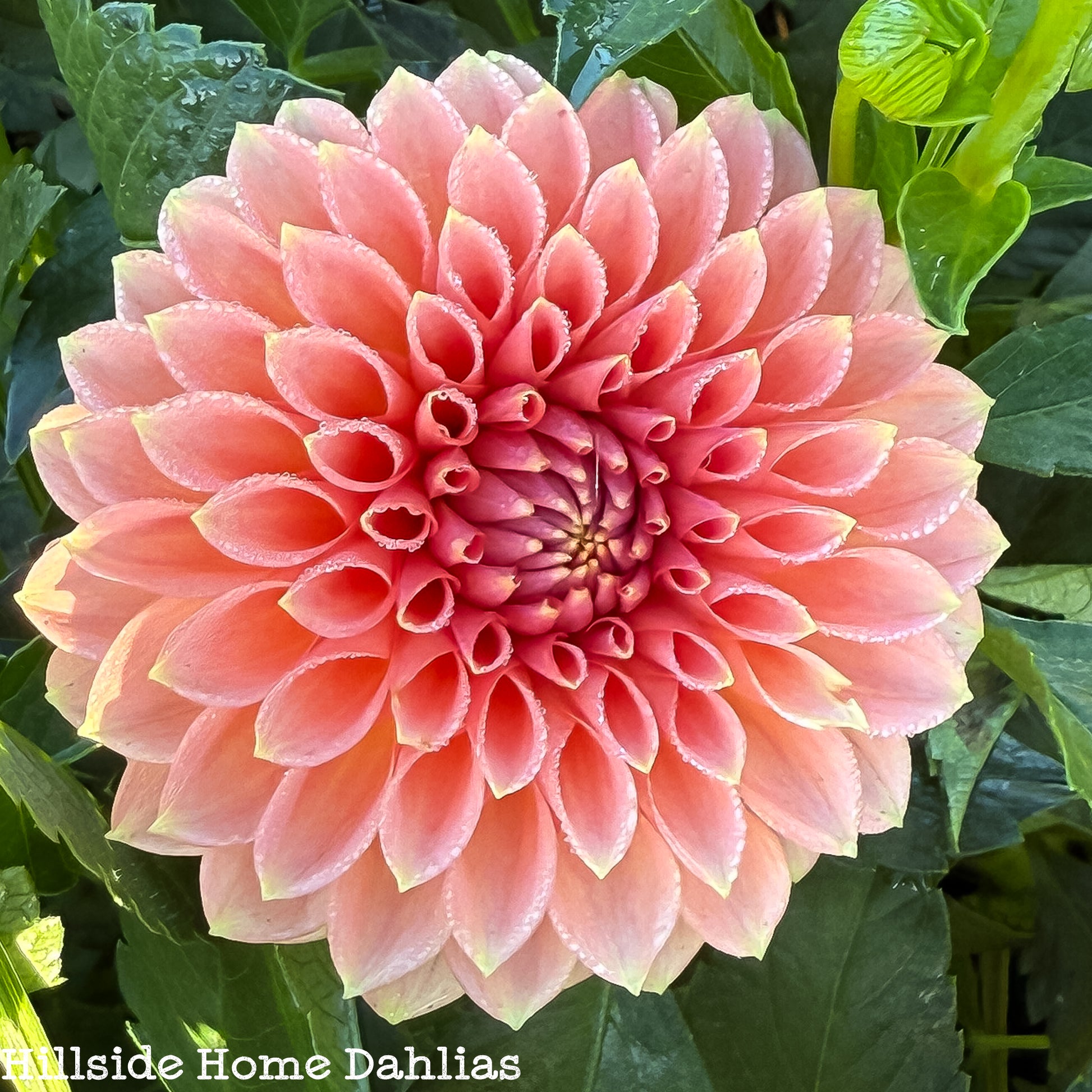 RM Lure Dahlia