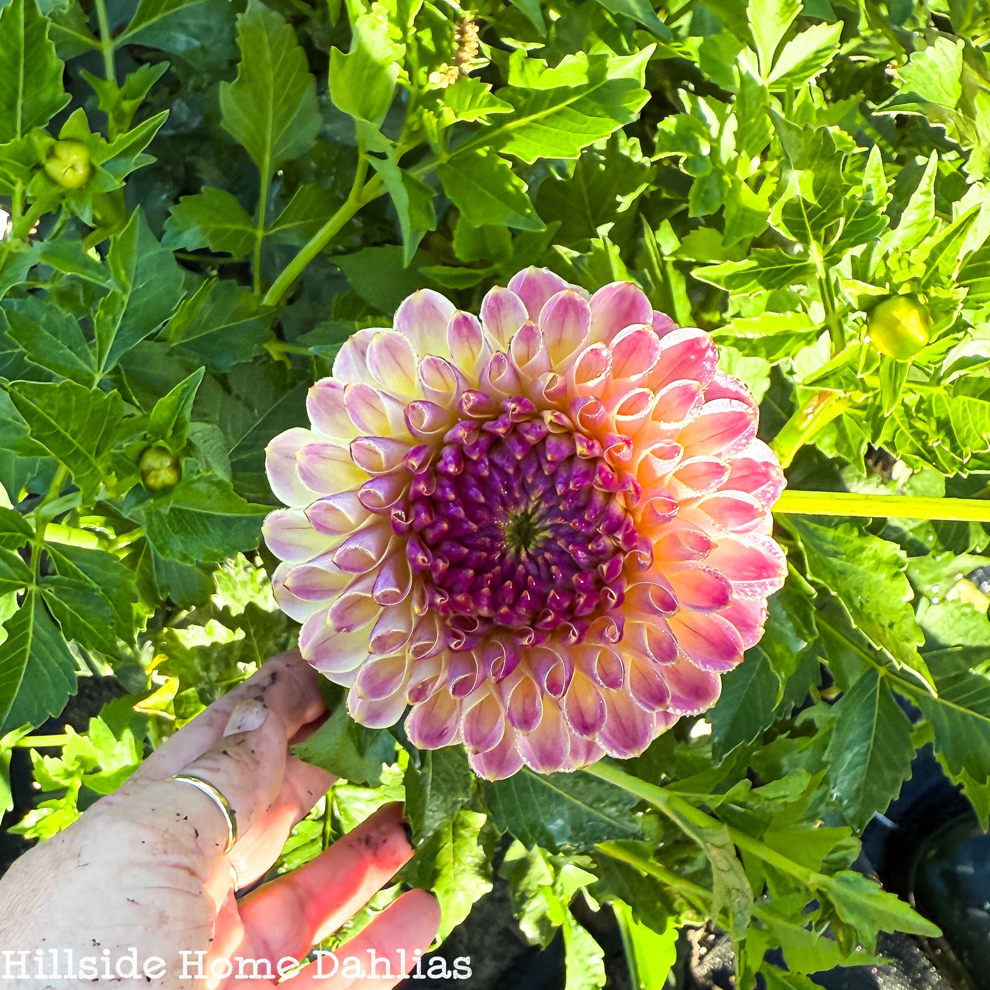 Hapet Pearl Dahlia