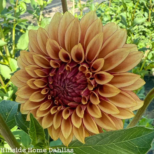 KA's Creme Brulee Dahlia