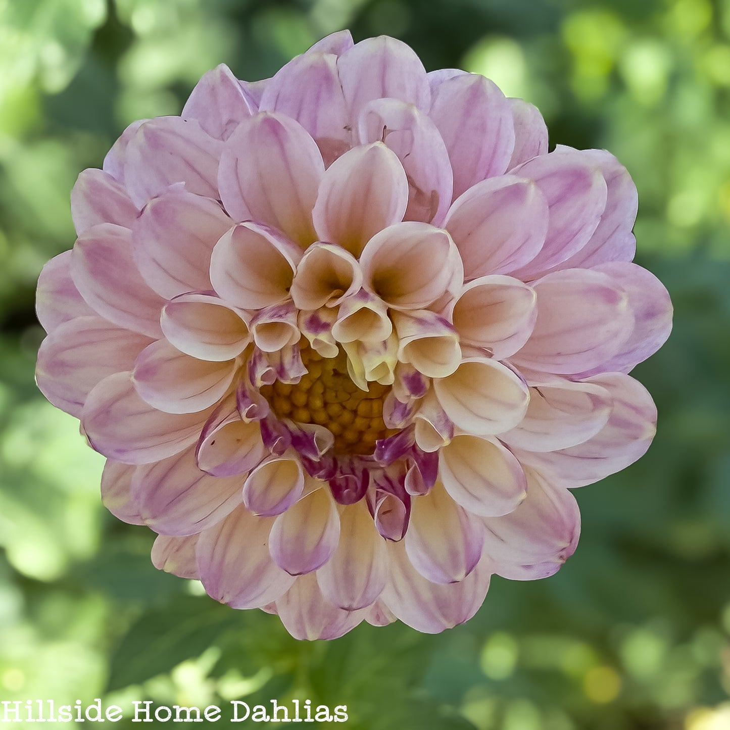 Bloomquist Wonderful Tuber