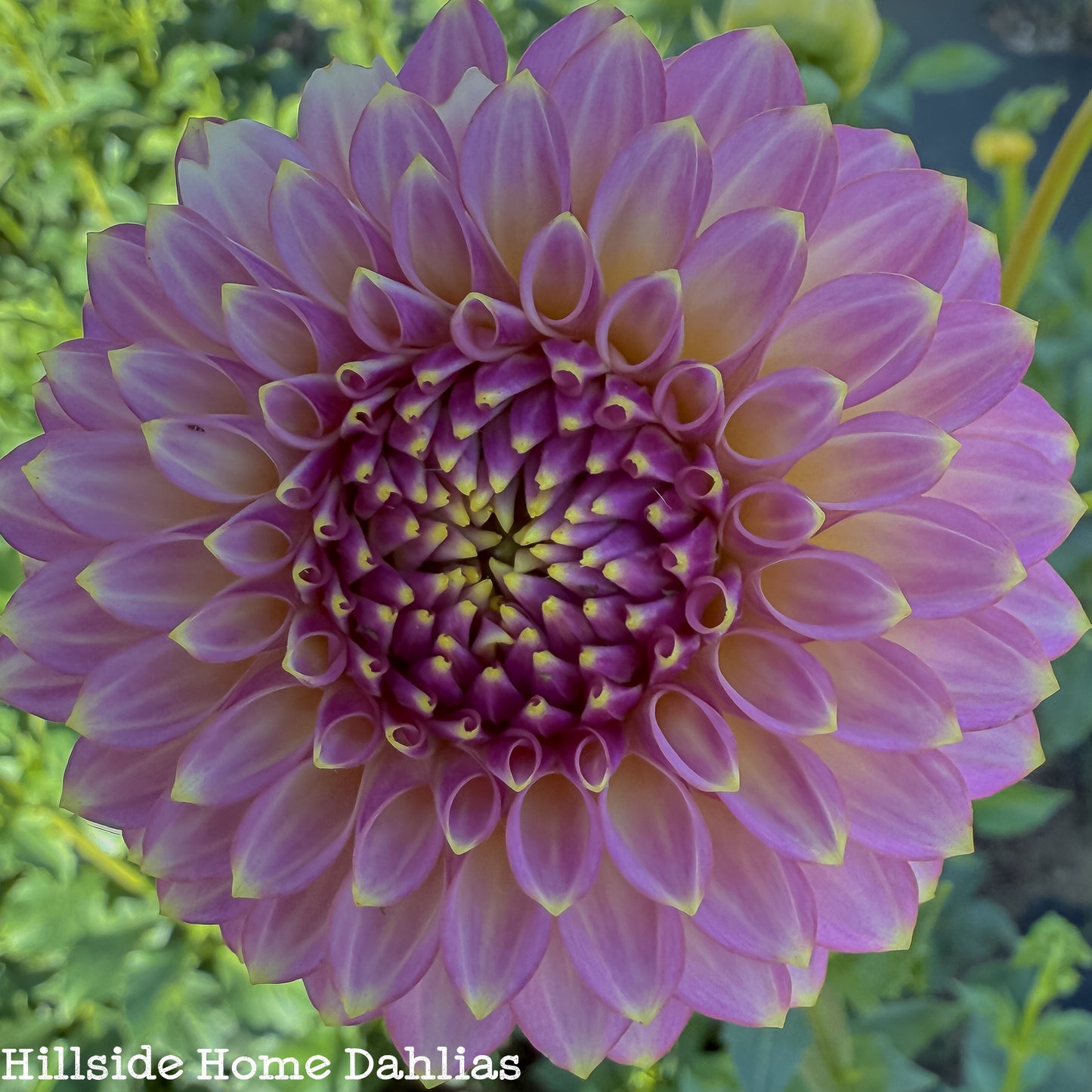 Skipley Spot of Gold Tuber