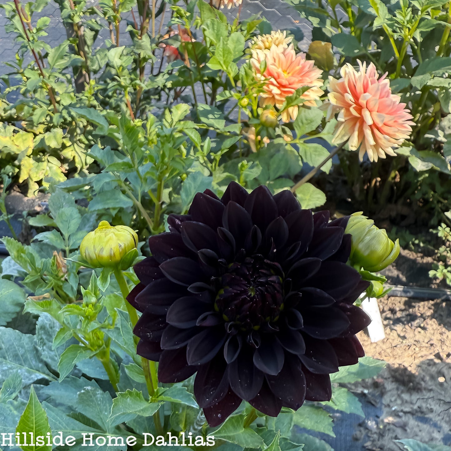 Czarny Charakter Rooted Cutting