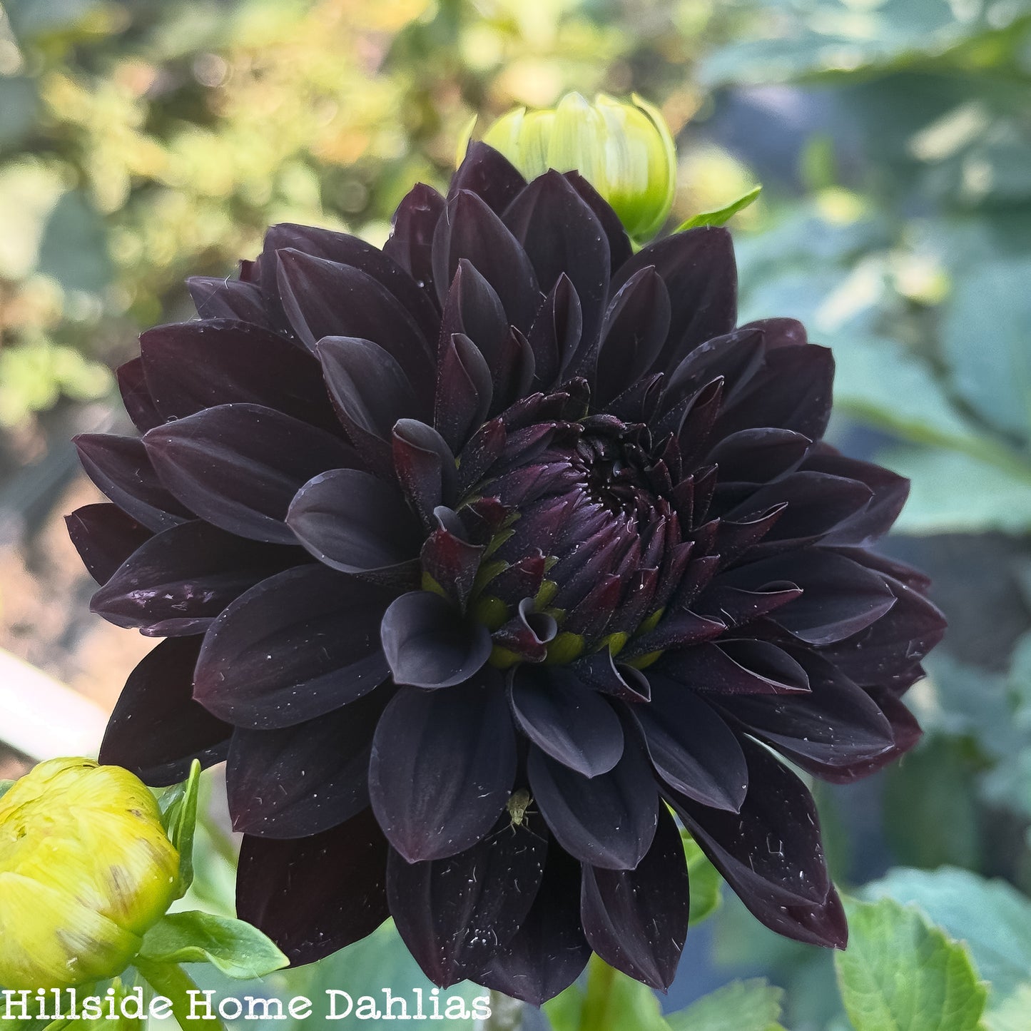 Czarny Charakter Rooted Cutting