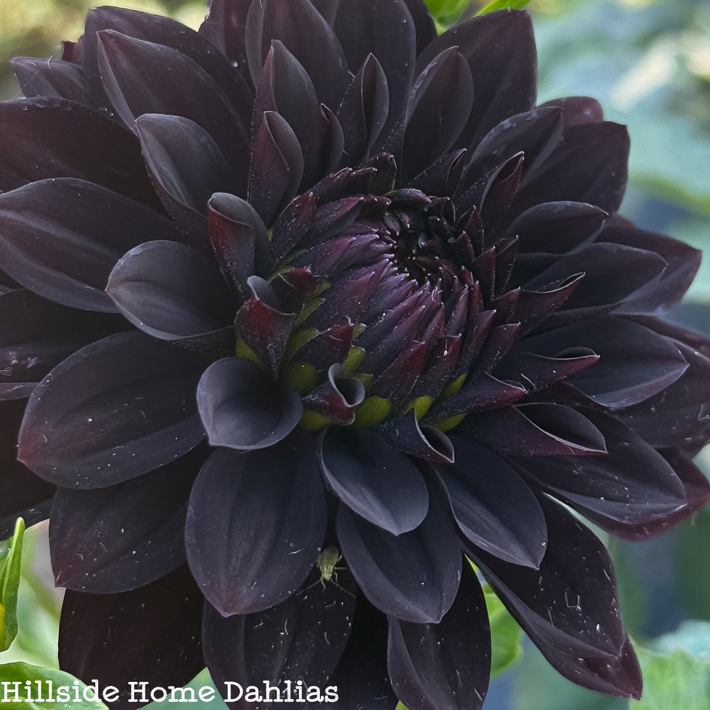 Czarny Charakter Rooted Cutting