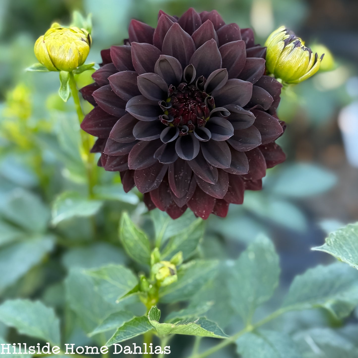 Czarny Charakter Rooted Cutting