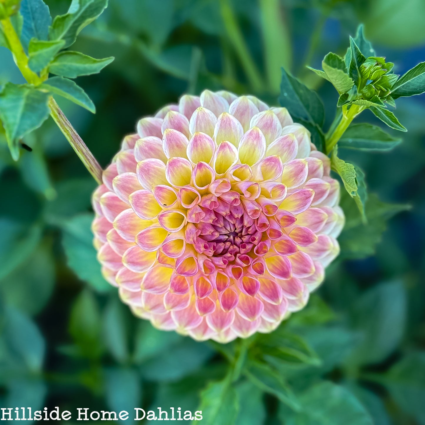 20th Ave Softer Peach Tuber