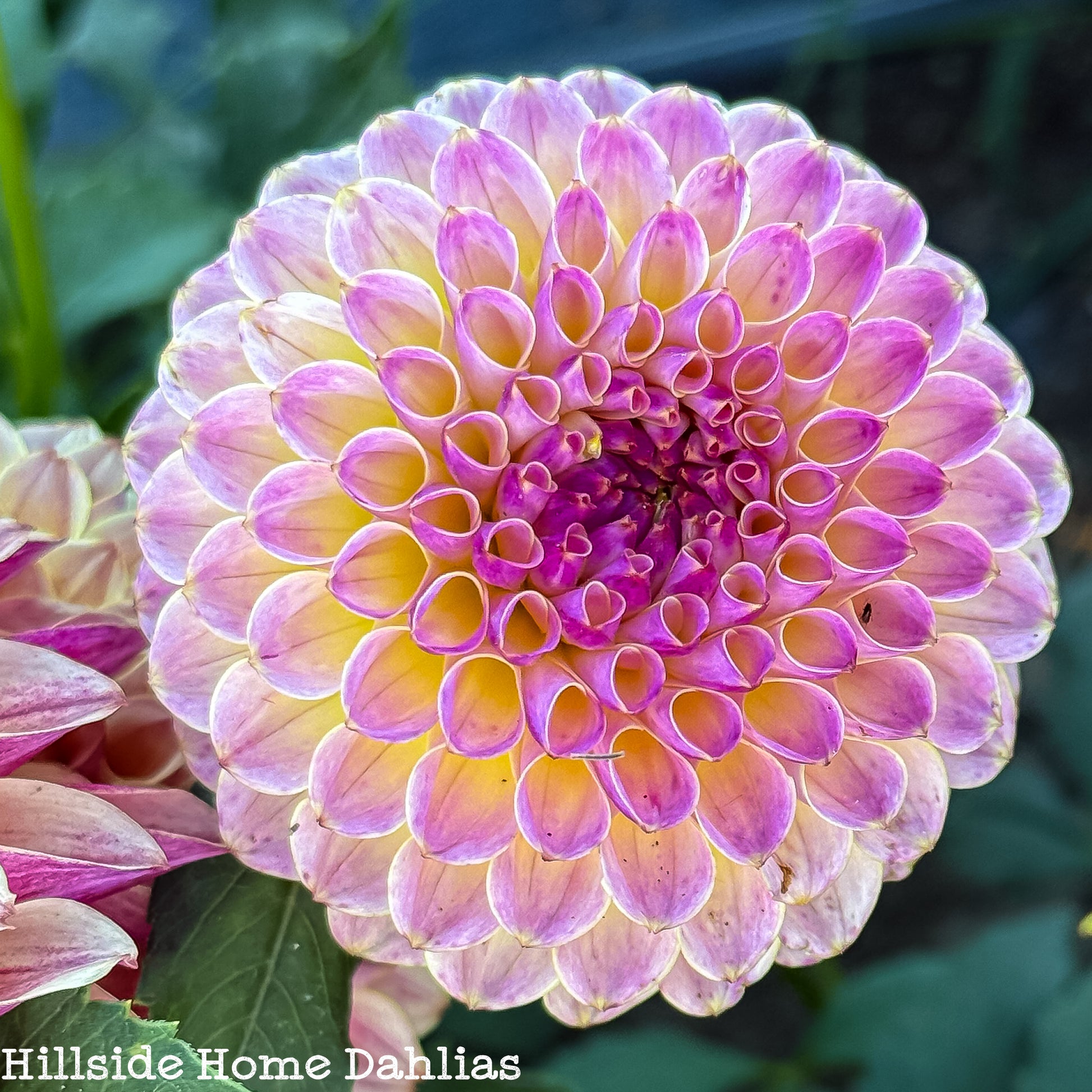 Hapet Pearl Dahlia