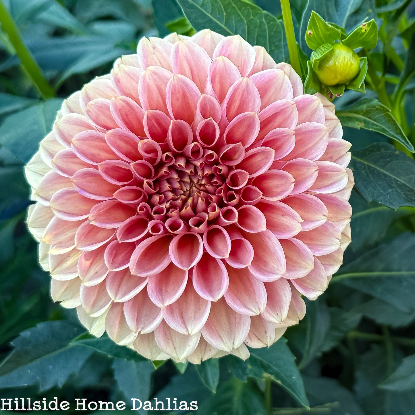KA's Apricot Jam Dahlia