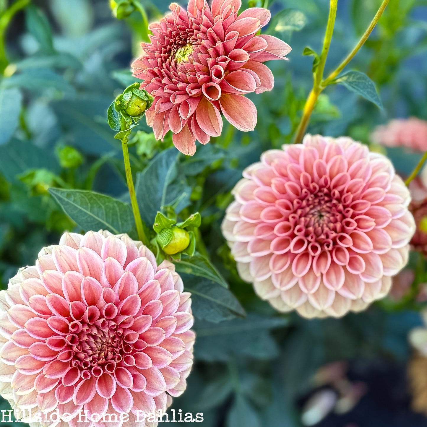 KA's Apricot Jam Dahlia