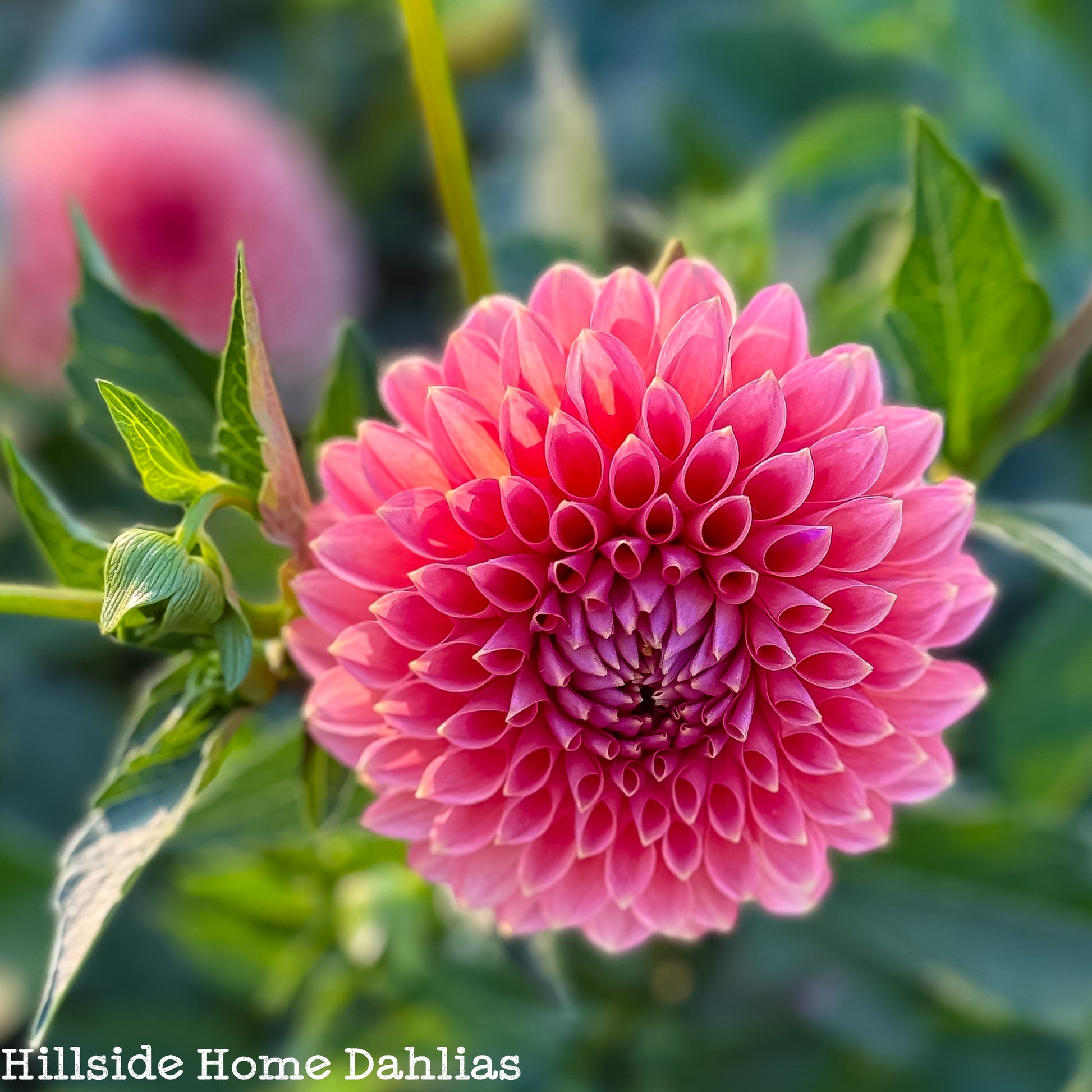 RM Lure Dahlia