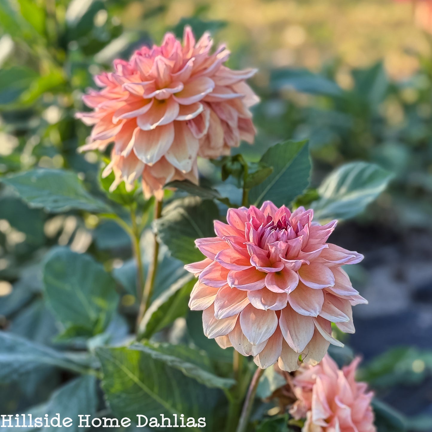 KA's®️ Sunny Cove Rooted Cutting