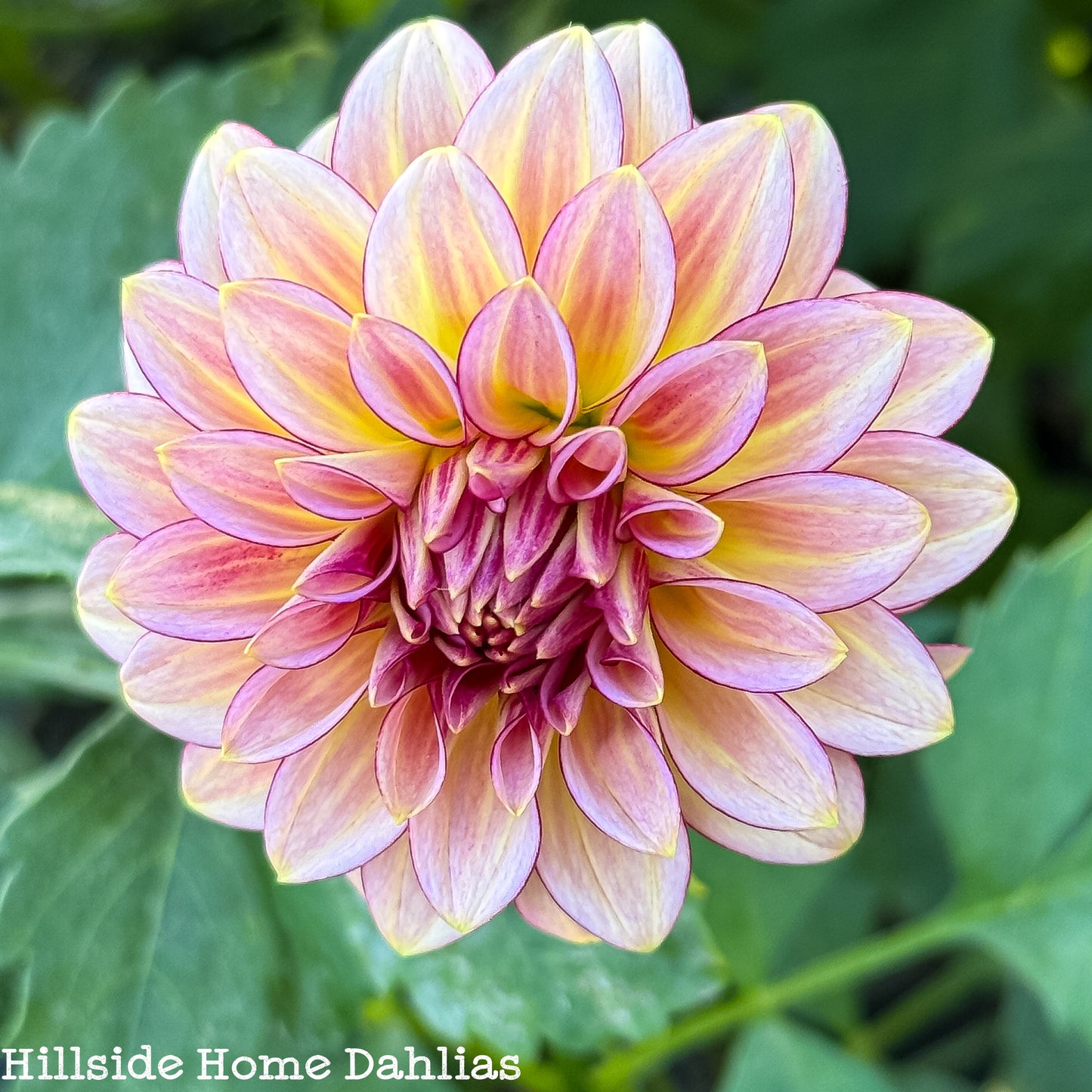 RM Raspberry Twinkle