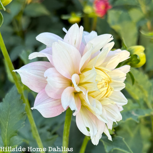 Chilson's Pride Tuber