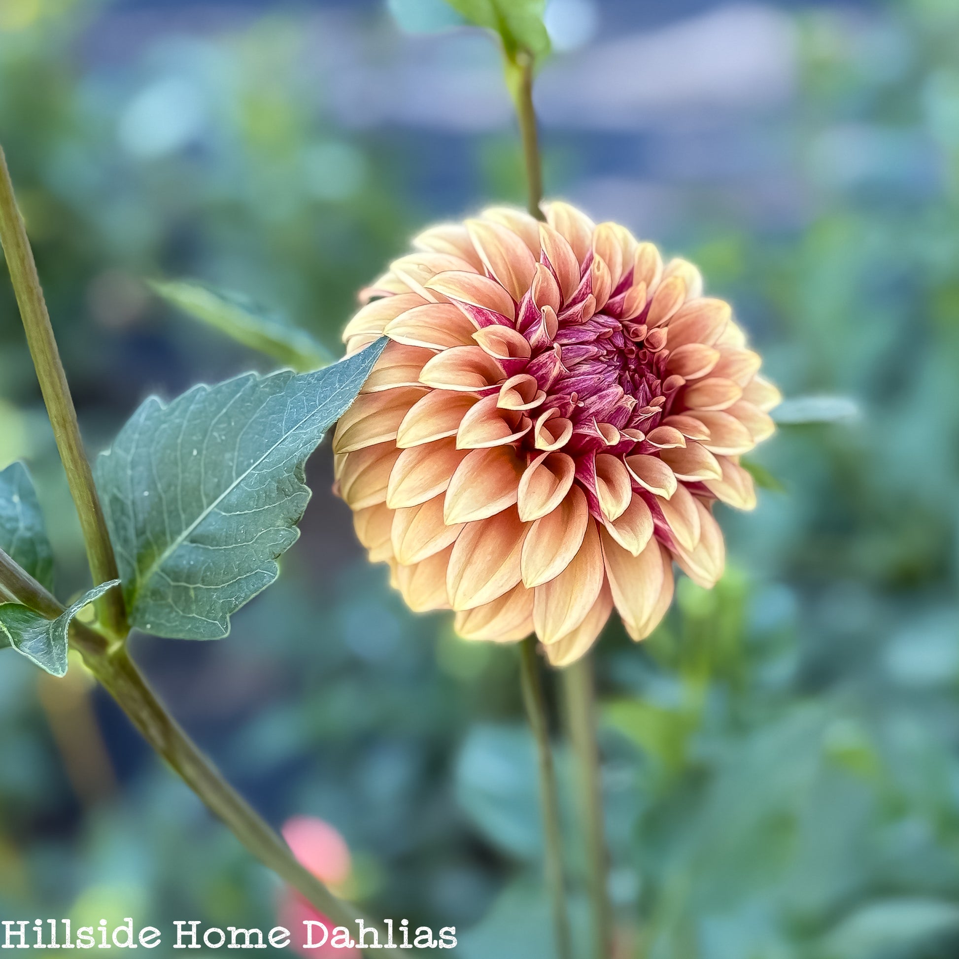 KA Creme Brulee  Dahlia
