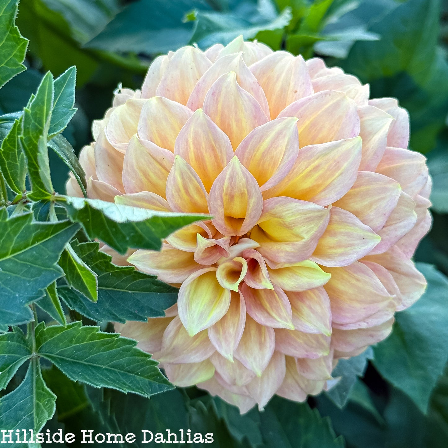 RM Goldenhour Dahlia