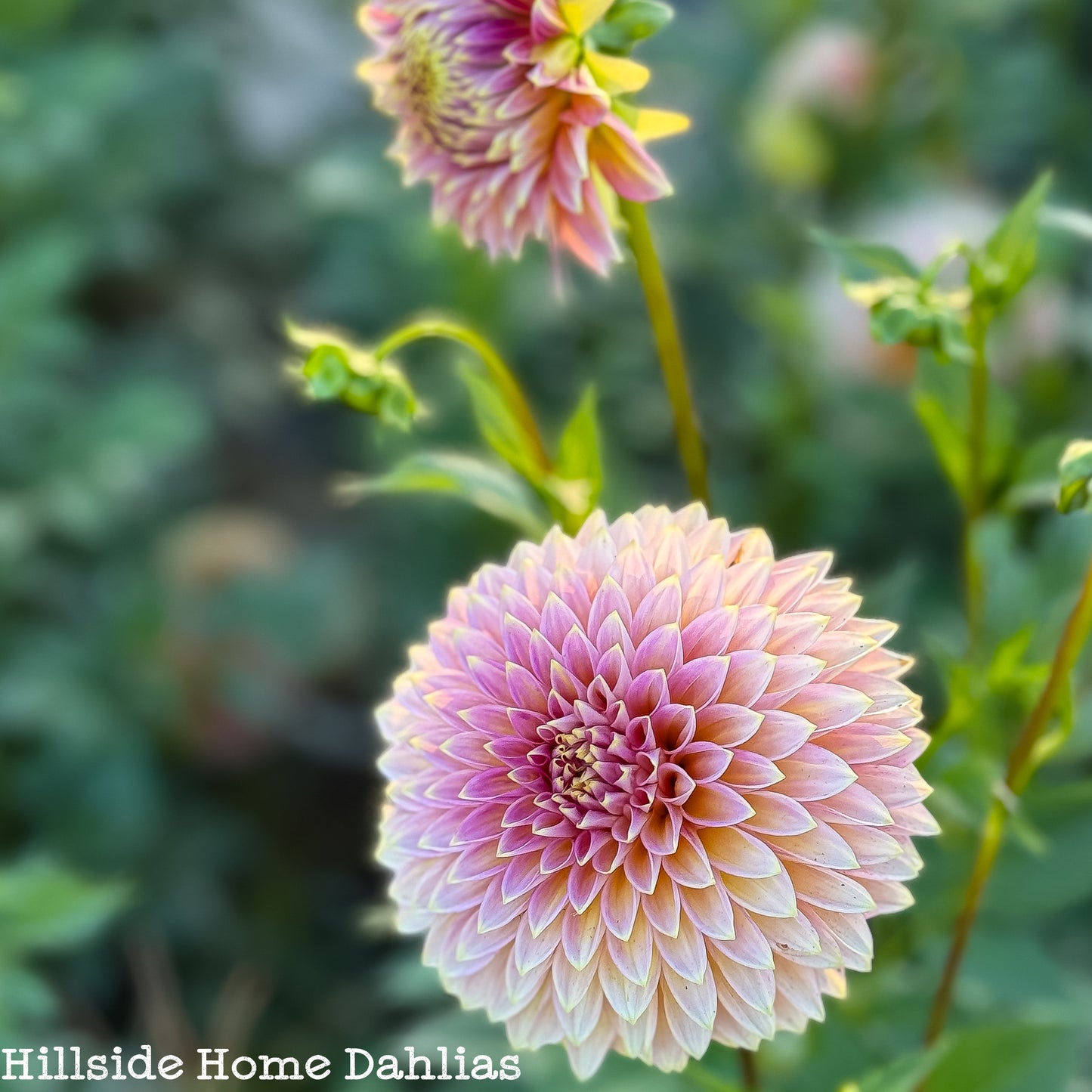 Bloomquist Mojo Tuber